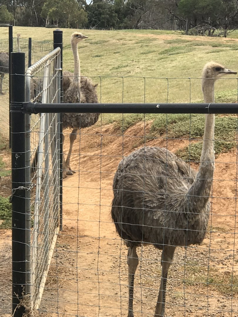 Common ostrich (Struthio camelus)