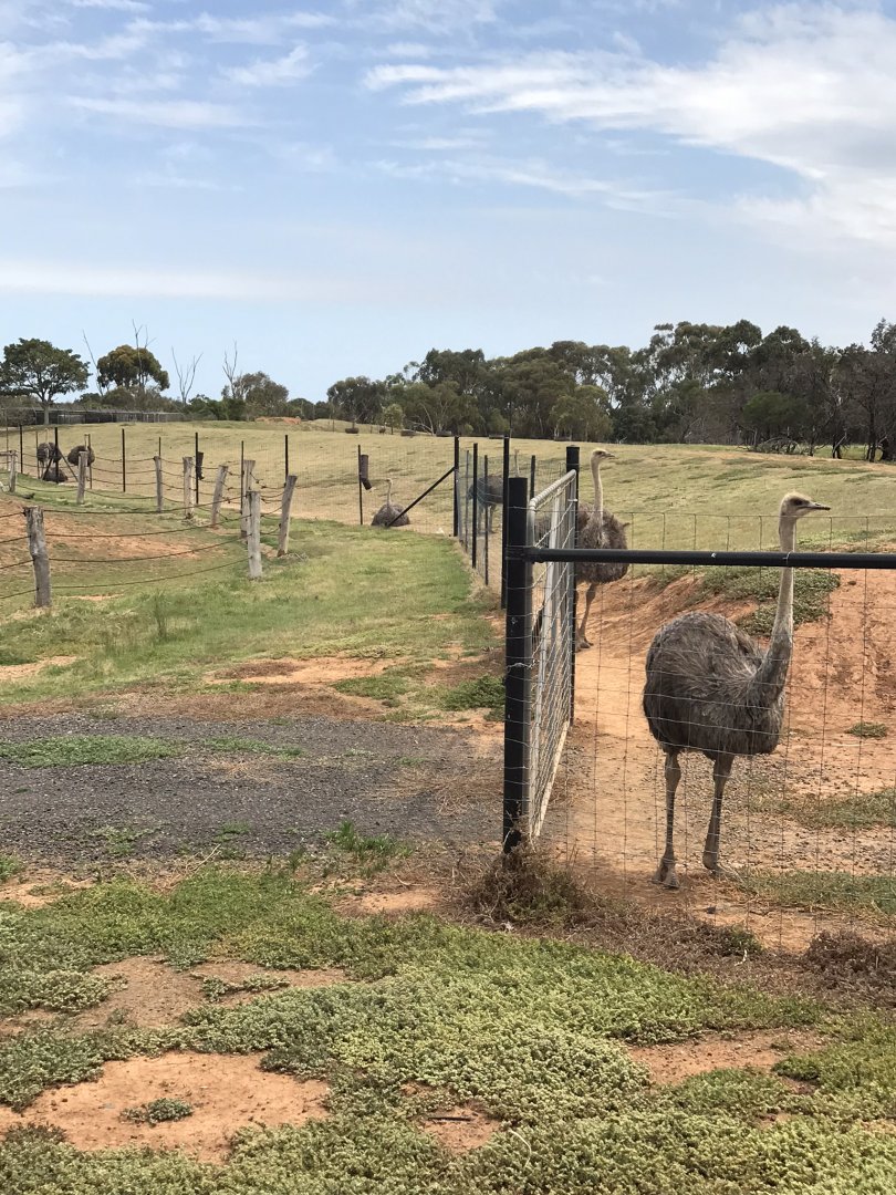 Common ostrich (Struthio camelus)