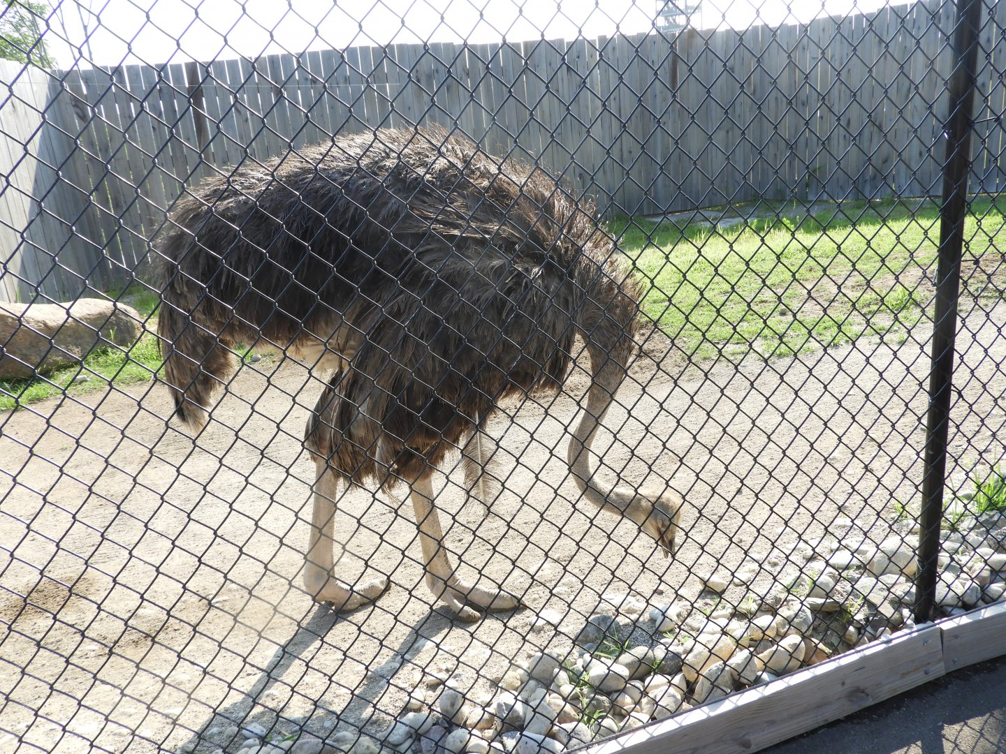 Common Ostrich (Struthio camelus)