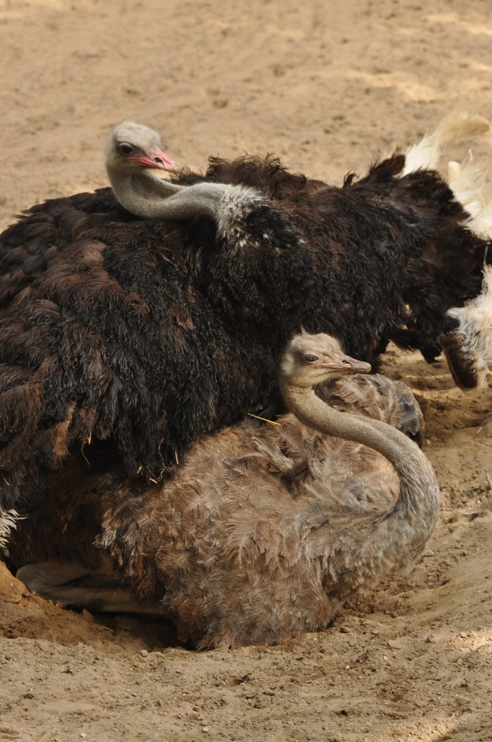 Common ostrich (Struthio camelus)