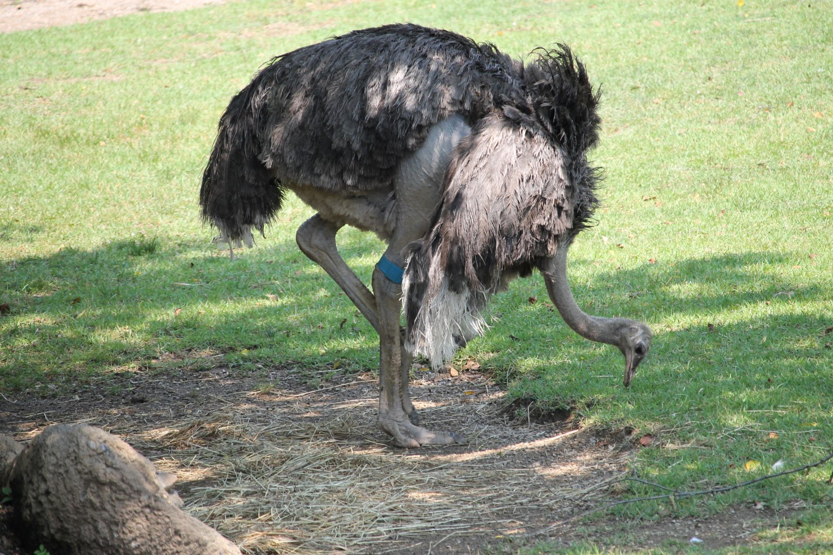 Common Ostrich (Struthio camelus)