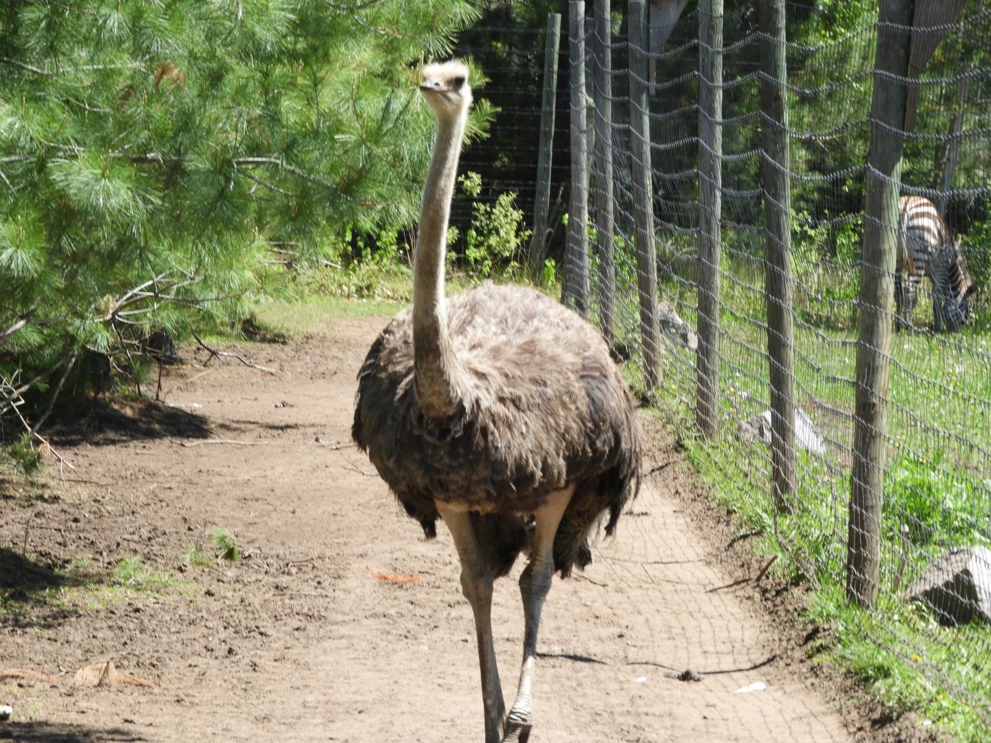 Common Ostrich (Struthio camelus)