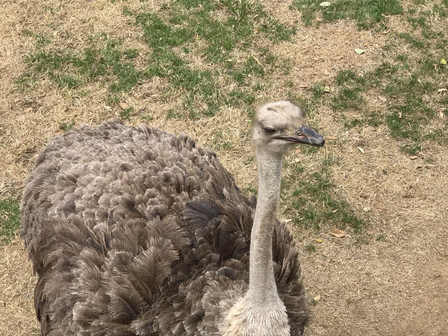 Common Ostrich (Struthio camelus)