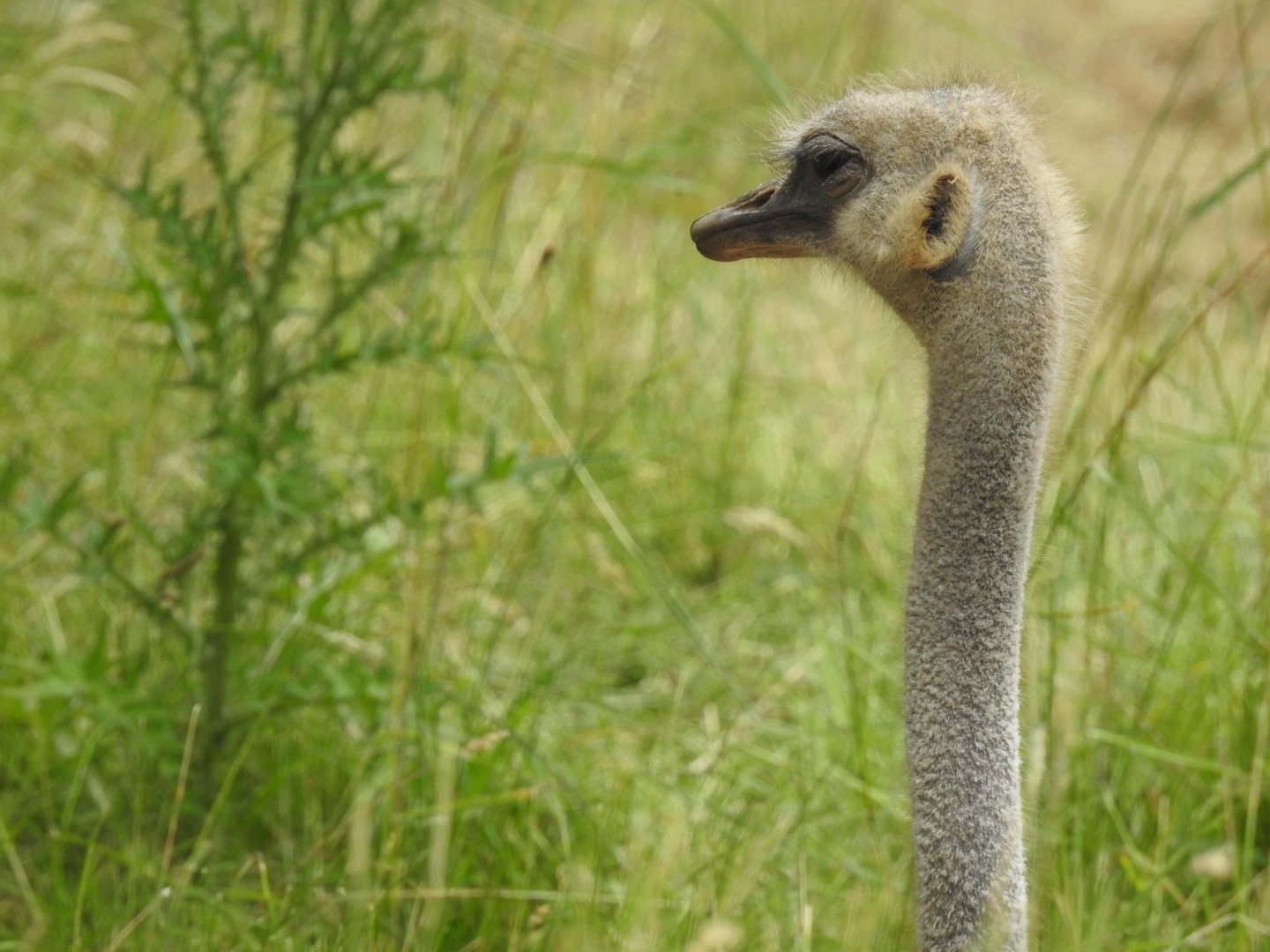Common Ostrich (Struthio camelus)