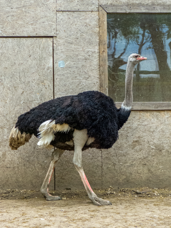 Common Ostrich / Struthio camelus