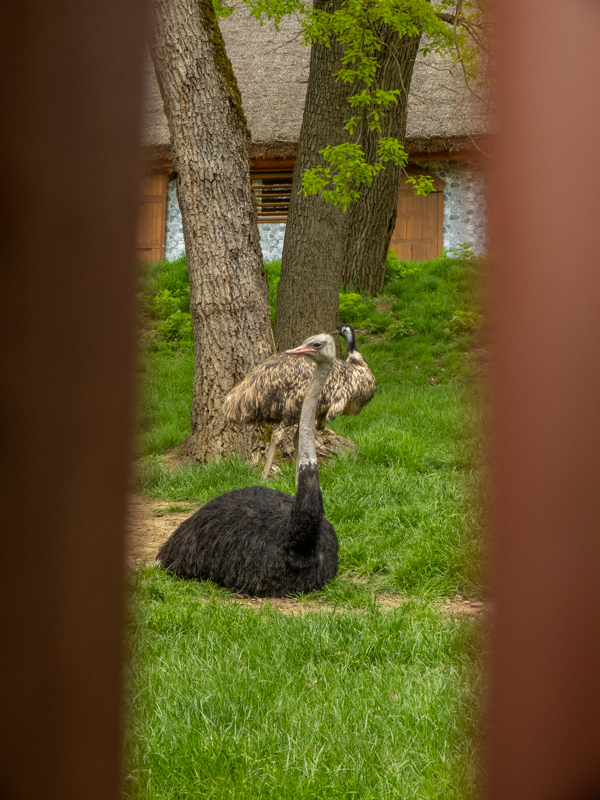 Common ostrich (Struthio camelus)