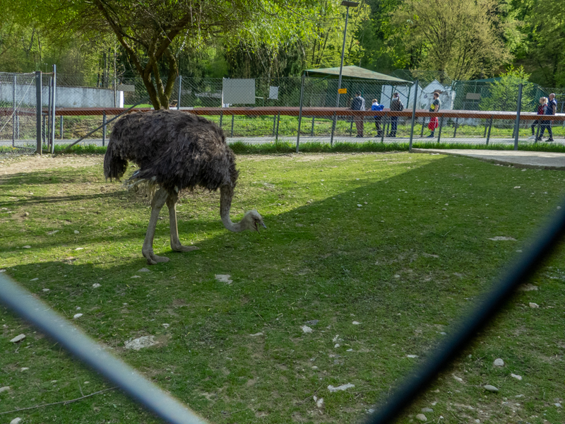 Common ostrich (Struthio camelus)