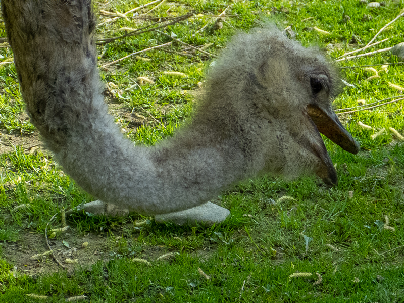 Common ostrich (Struthio camelus)