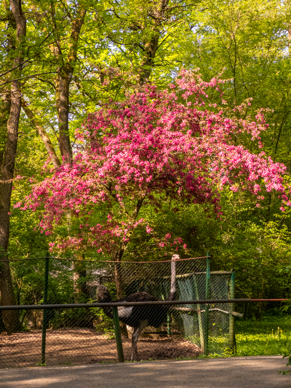 Common ostrich (Struthio camelus)