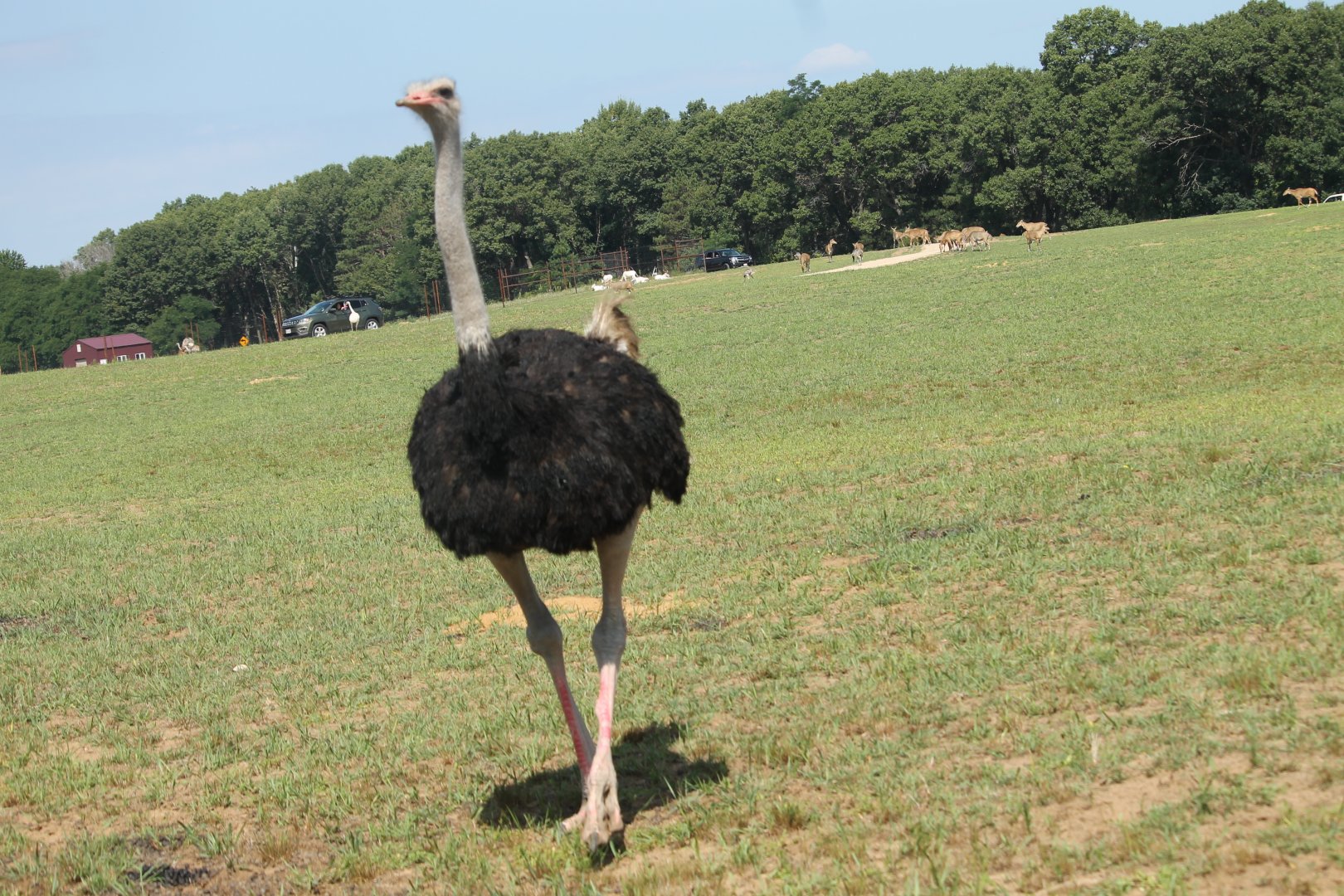 Common Ostrich (Struthio camelus)