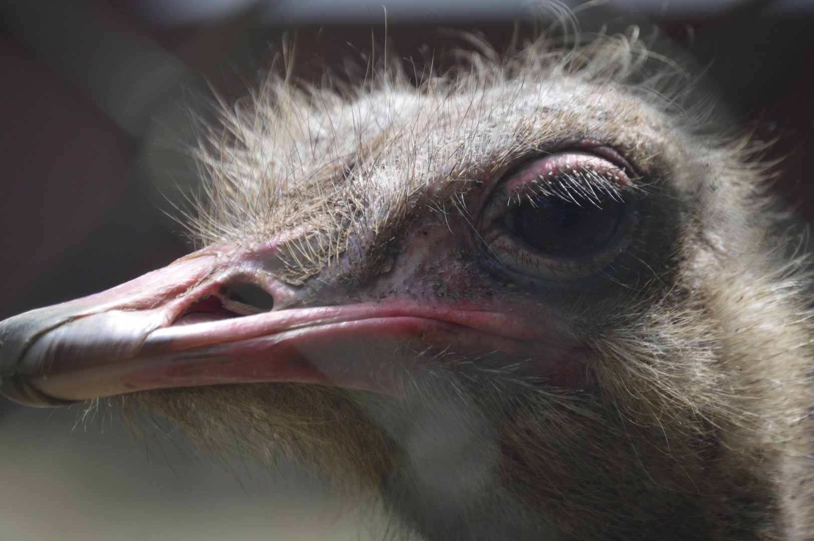 Common Ostrich (Struthio camelus)