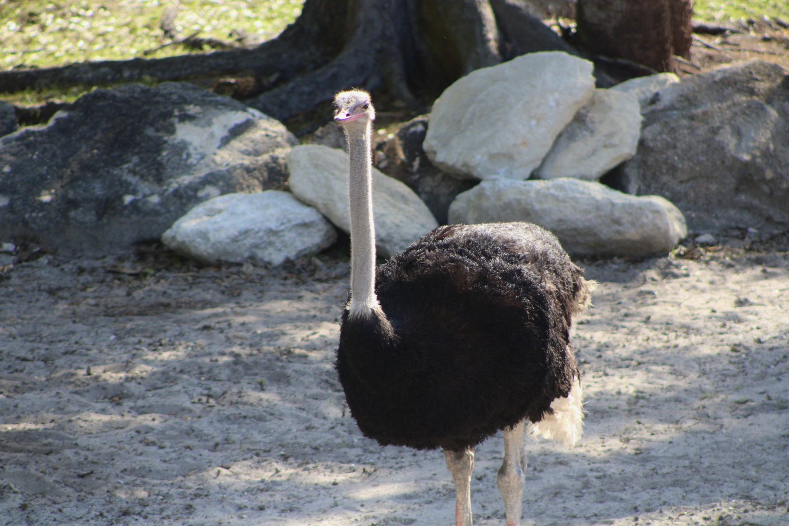 Common Ostrich (Struthio camelus)