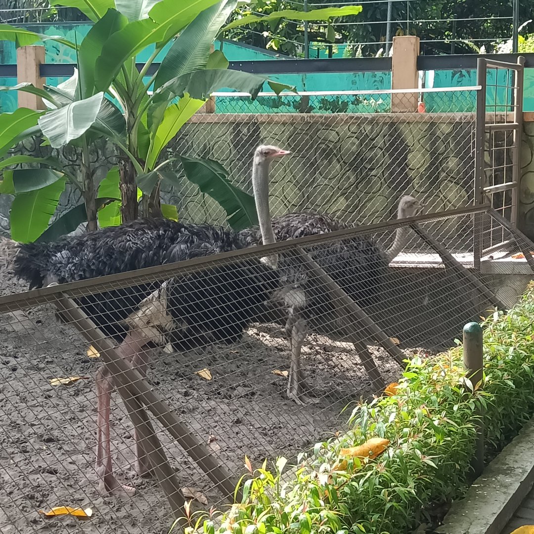 Common ostrich (Struthio camelus)