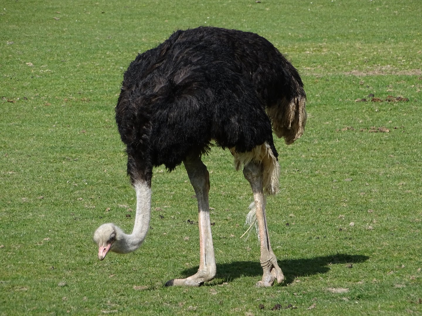 Common ostrich (Struthio camelus)