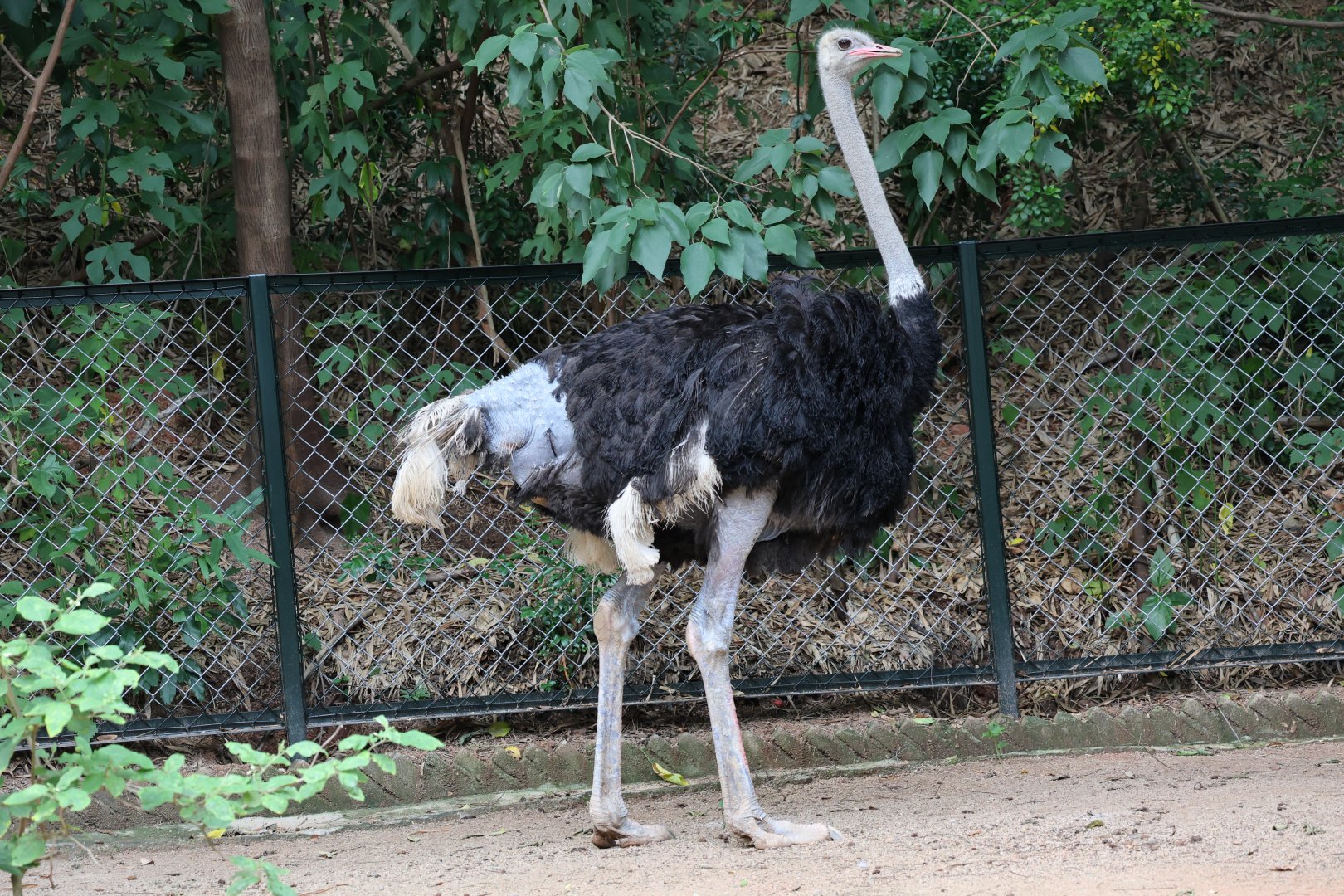 Common ostrich (Struthio camelus)