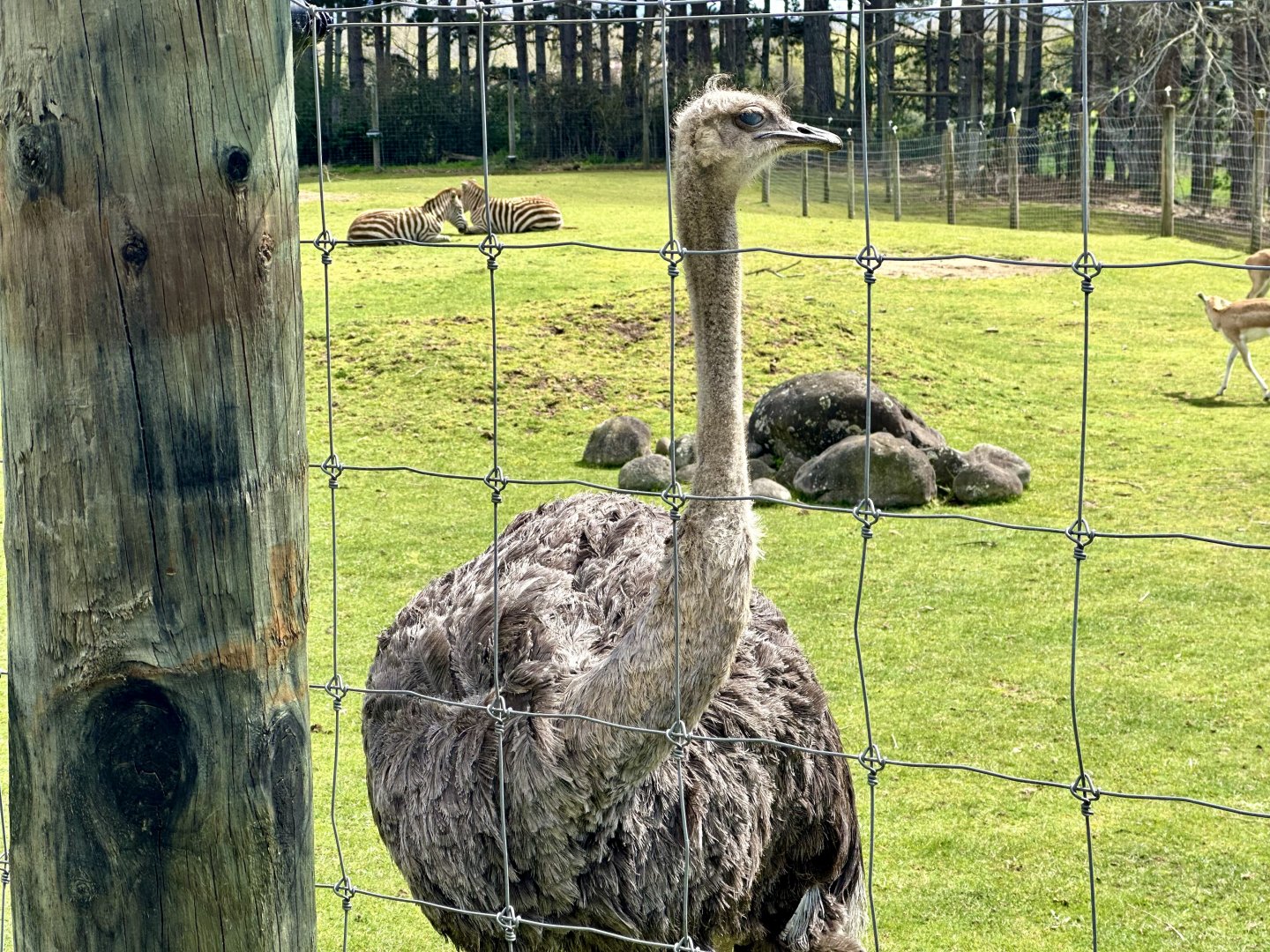 Common ostrich (Struthio camelus)