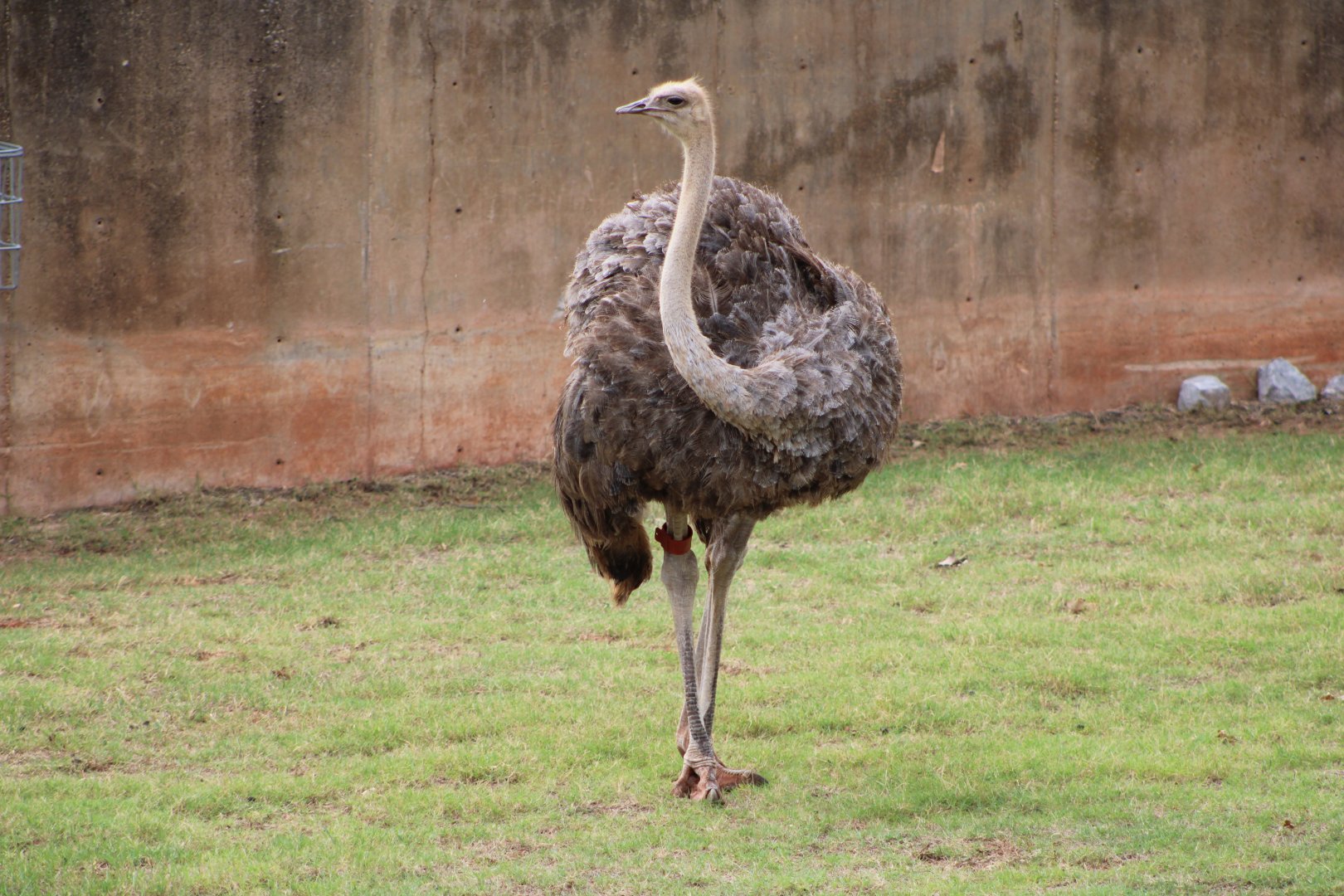 Common Ostrich (Struthio camelus)