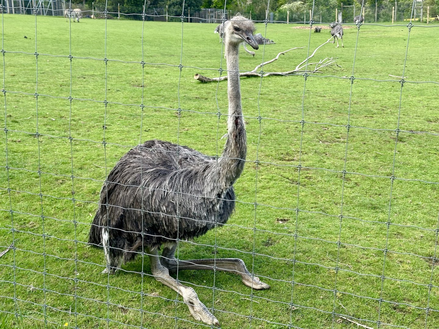 Common ostrich (Struthio camelus)