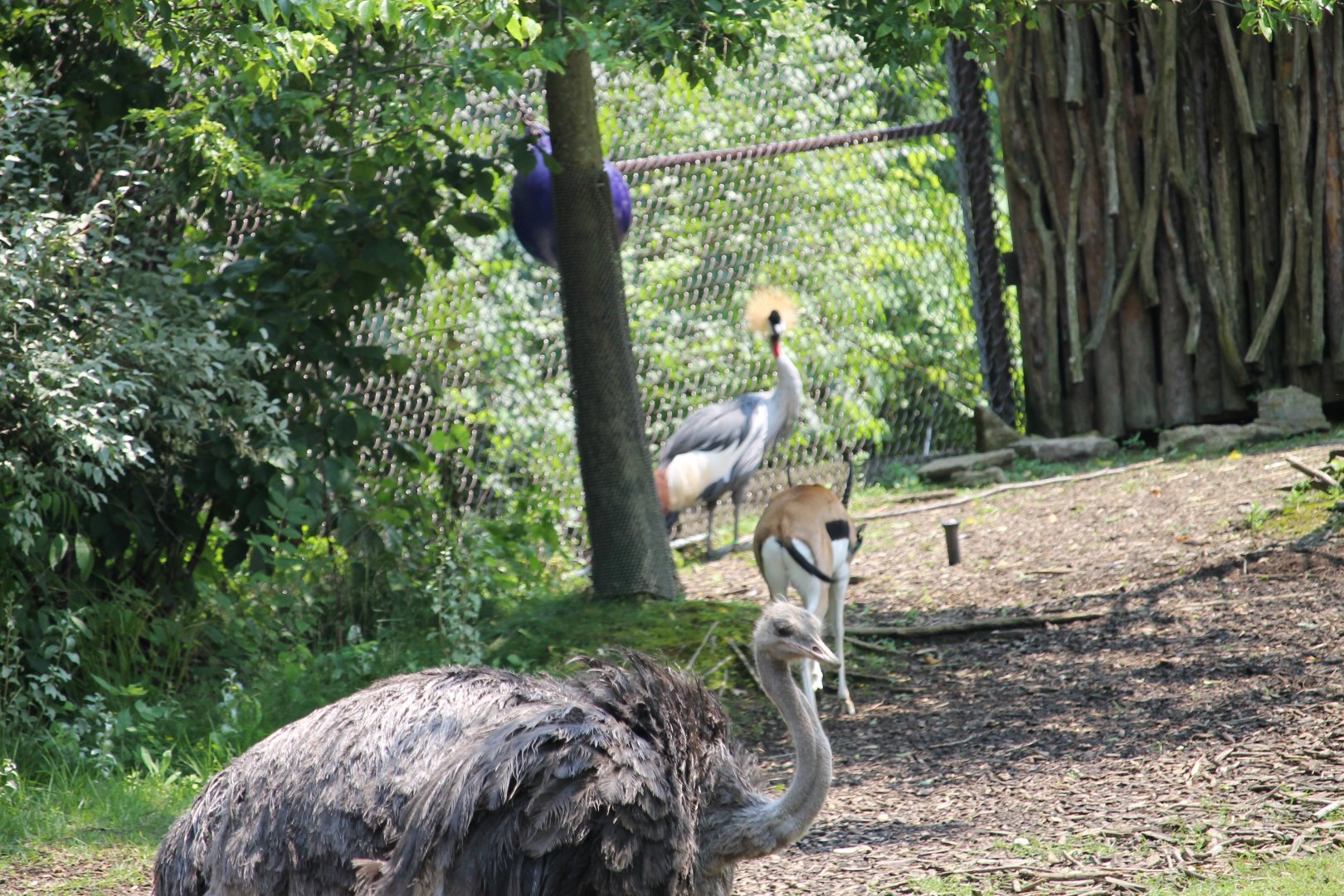 Common Ostrich, Thomson's Gazelle, and East African Crowned Crane