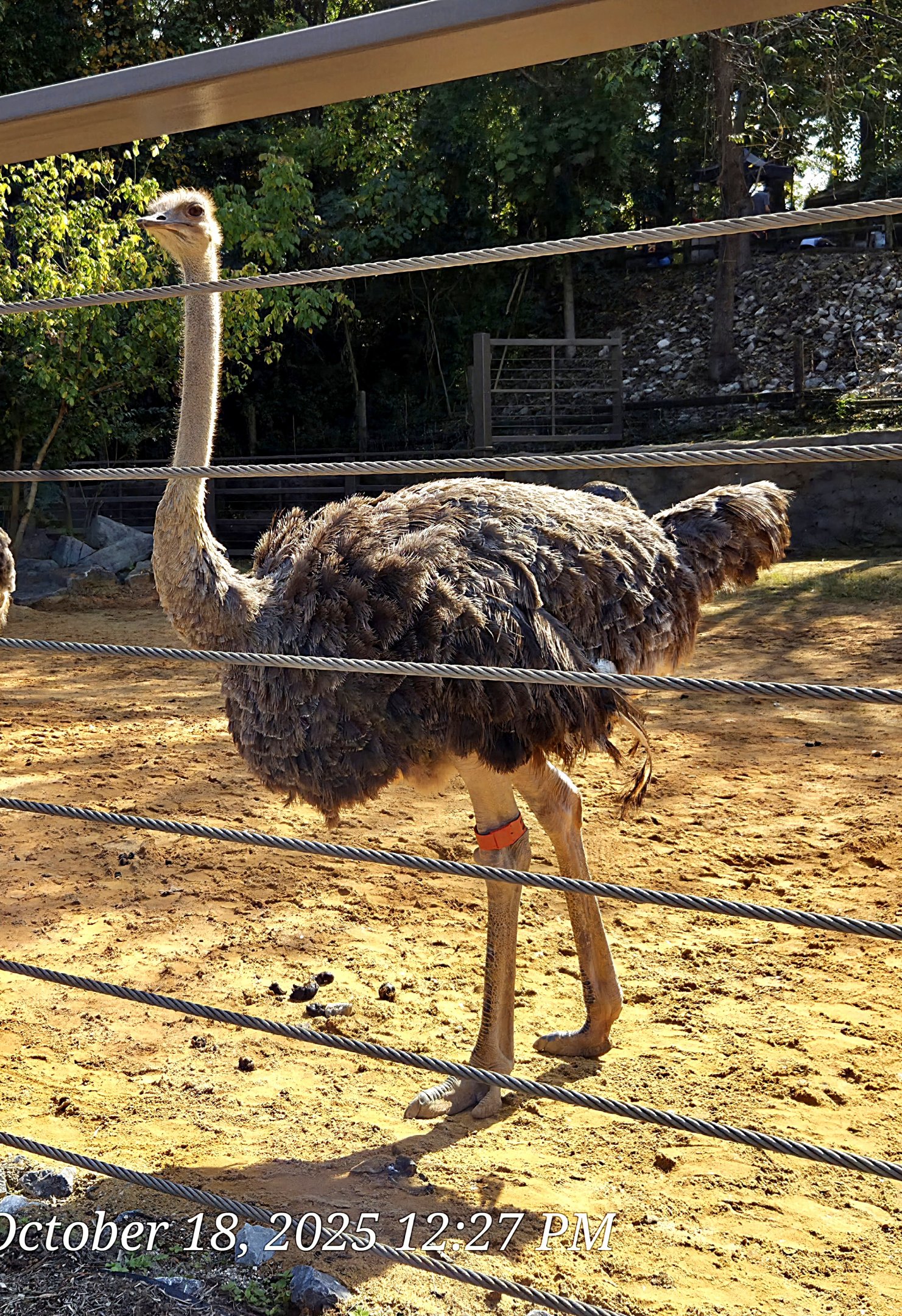 Common Ostrich - Zoo Knoxville