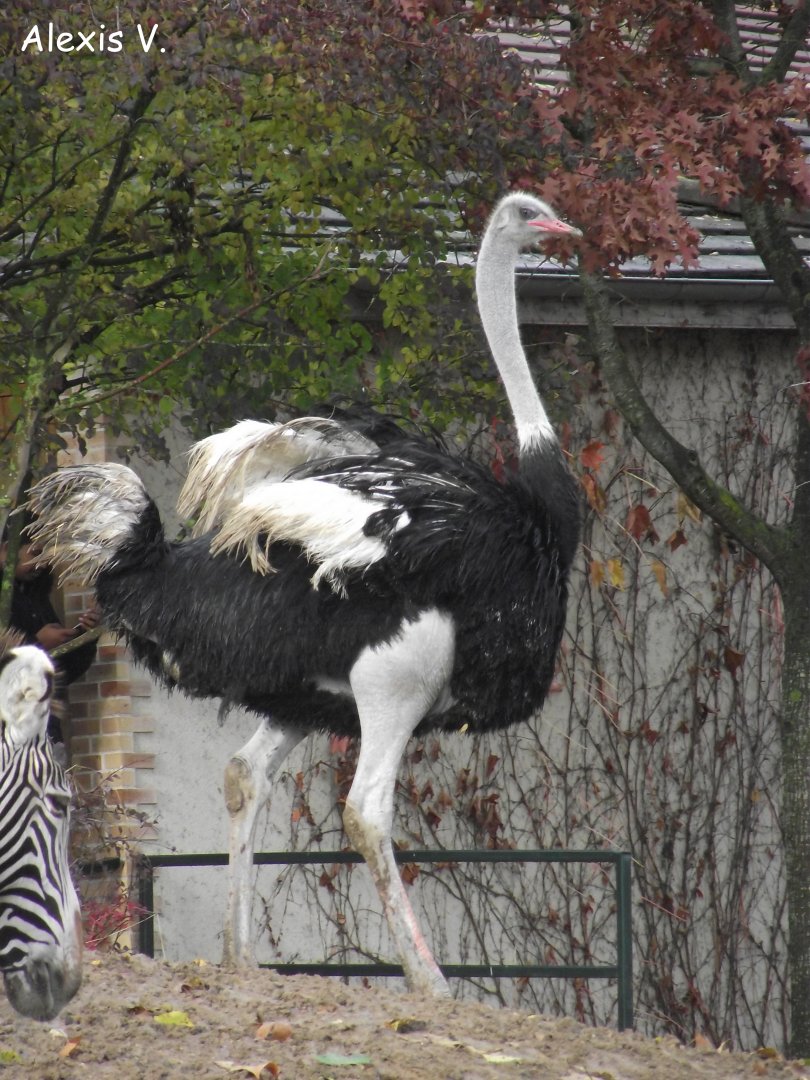 Common Ostrich - Zooparc de Beauval - 11/2017