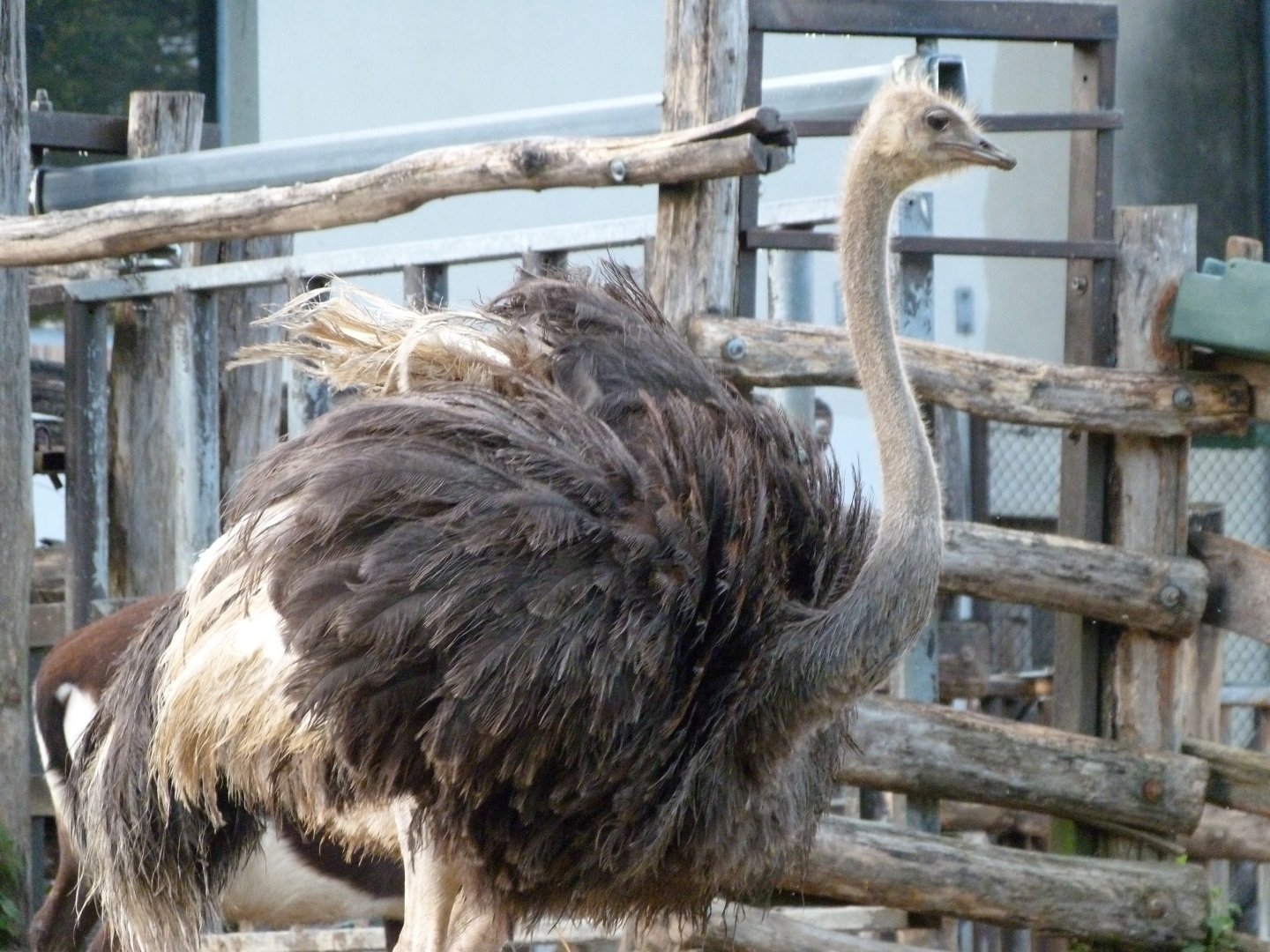 Common ostrich -ZooParc de Beauval (2025)