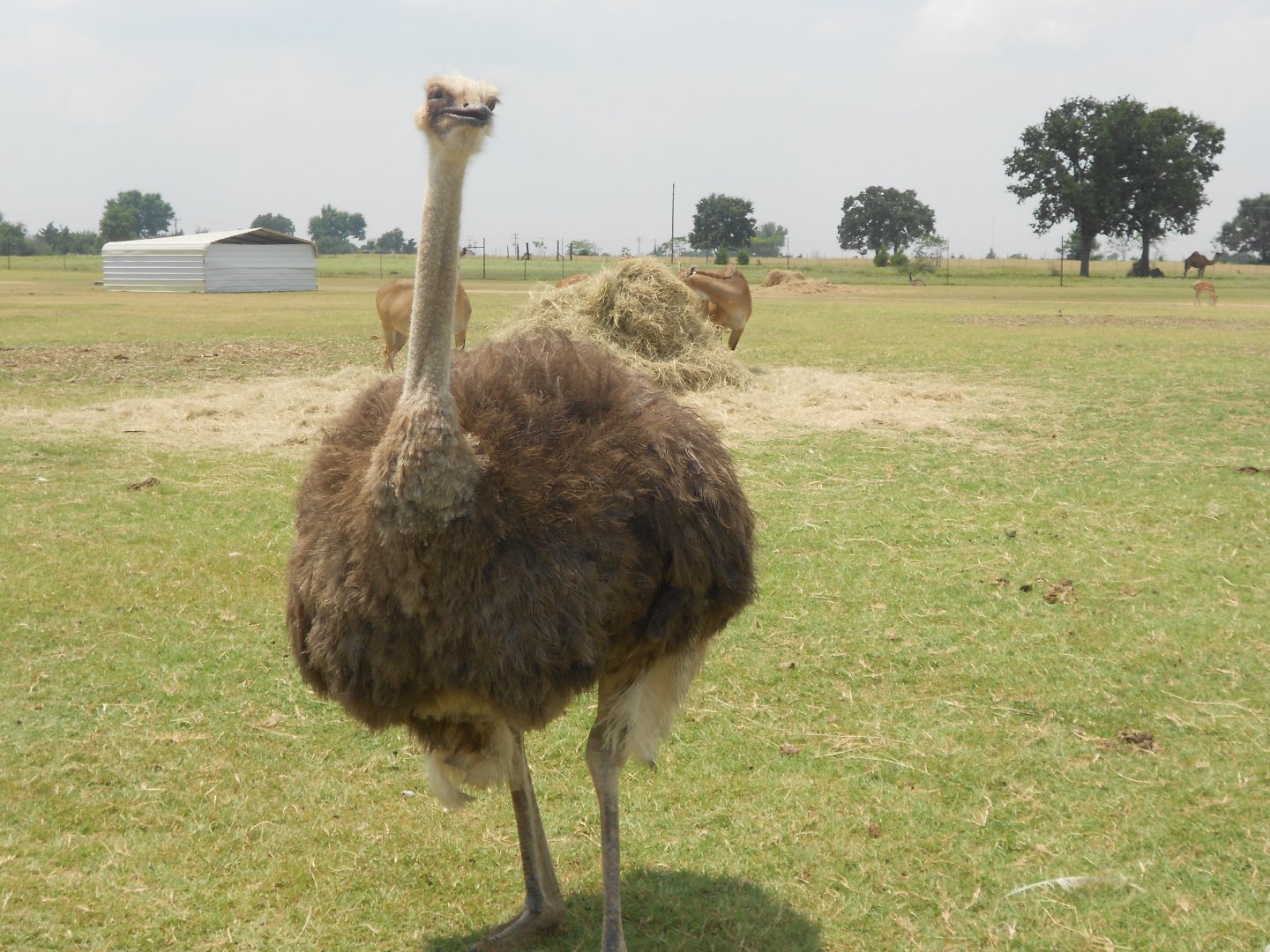 Common ostrich