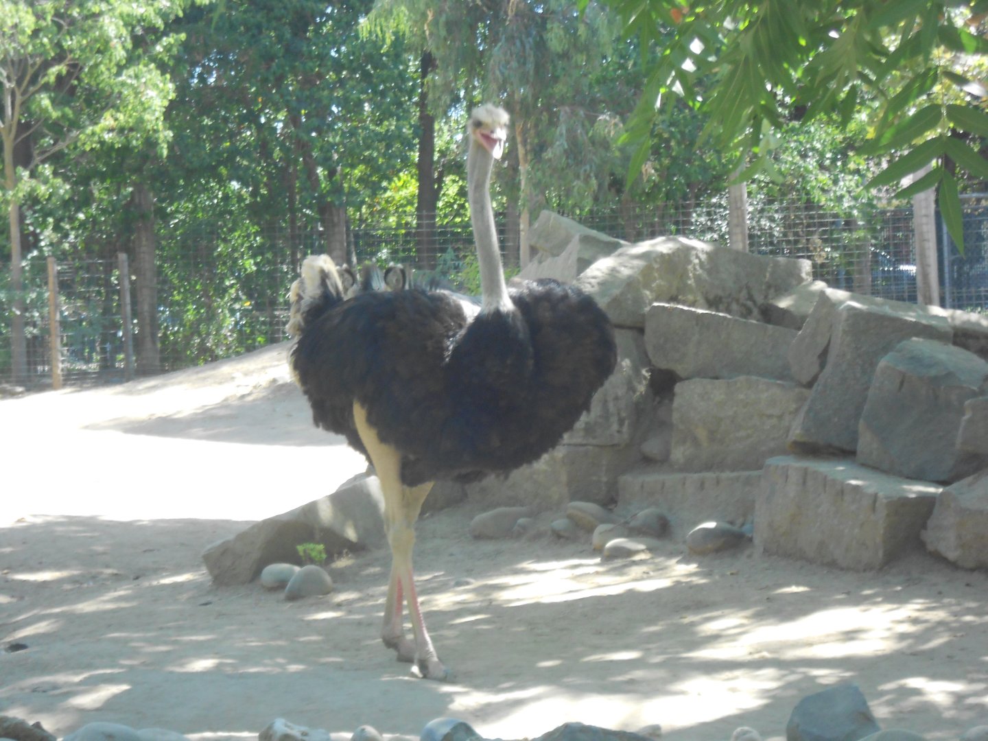 Common ostrich