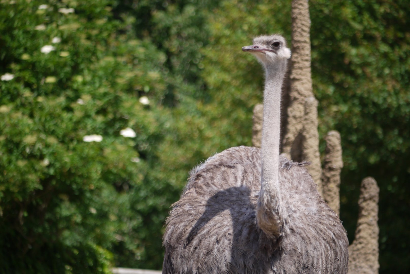 Common Ostrich