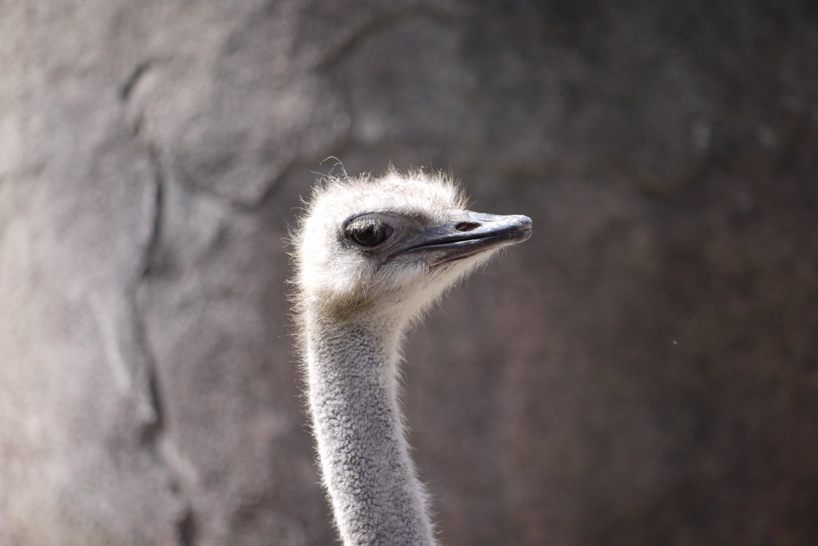 Common Ostrich