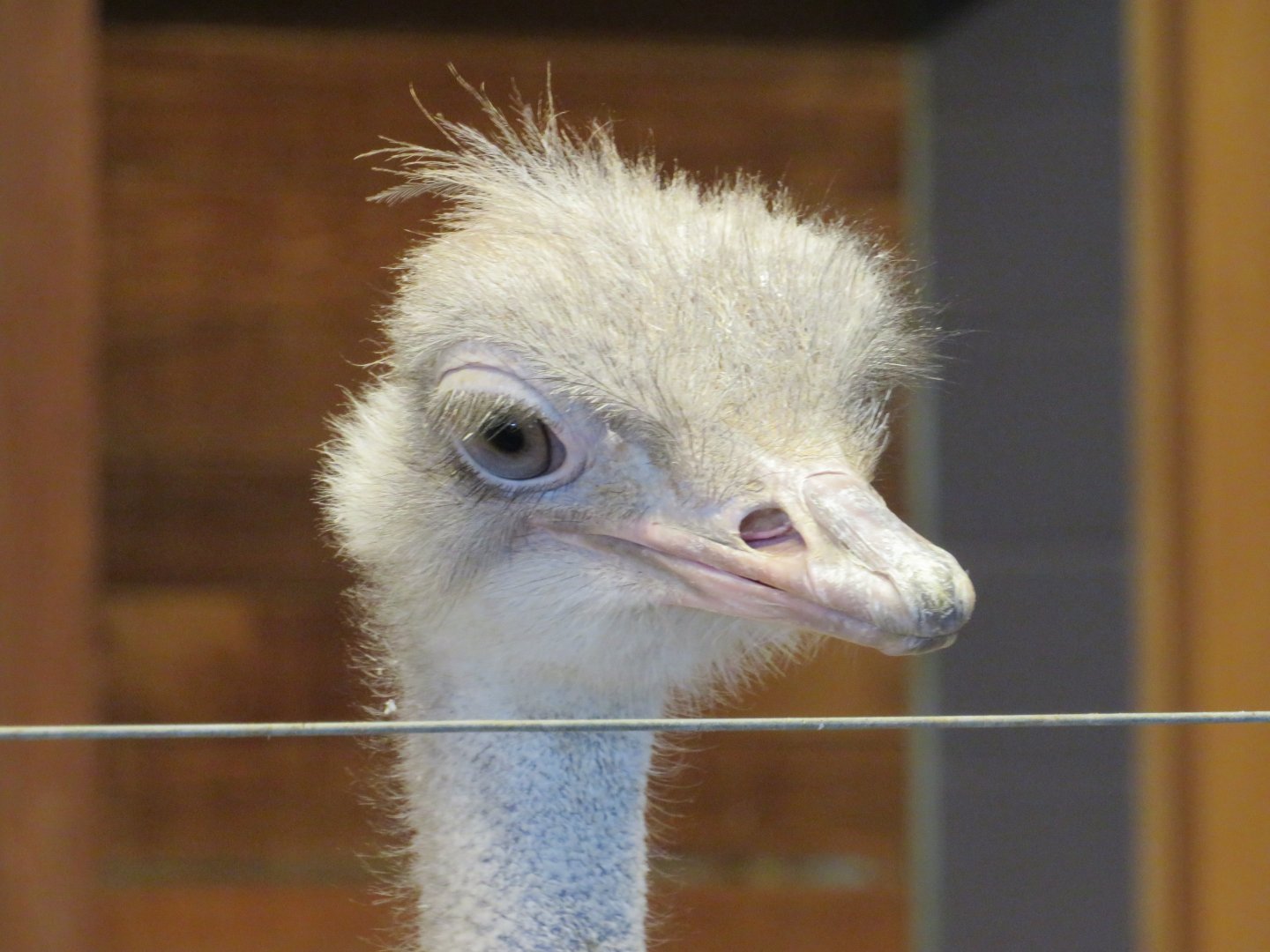 Common ostrich