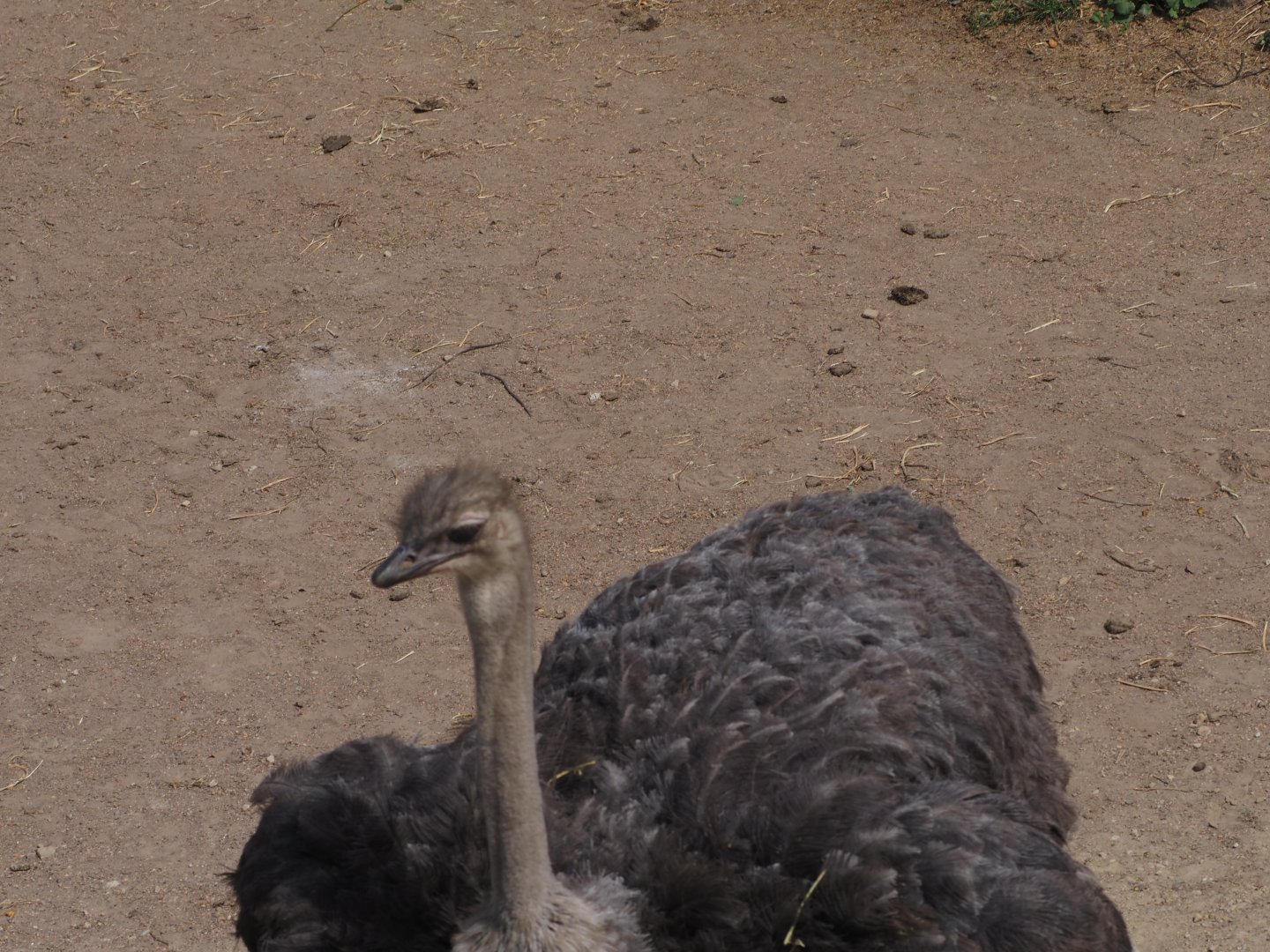Common ostrich