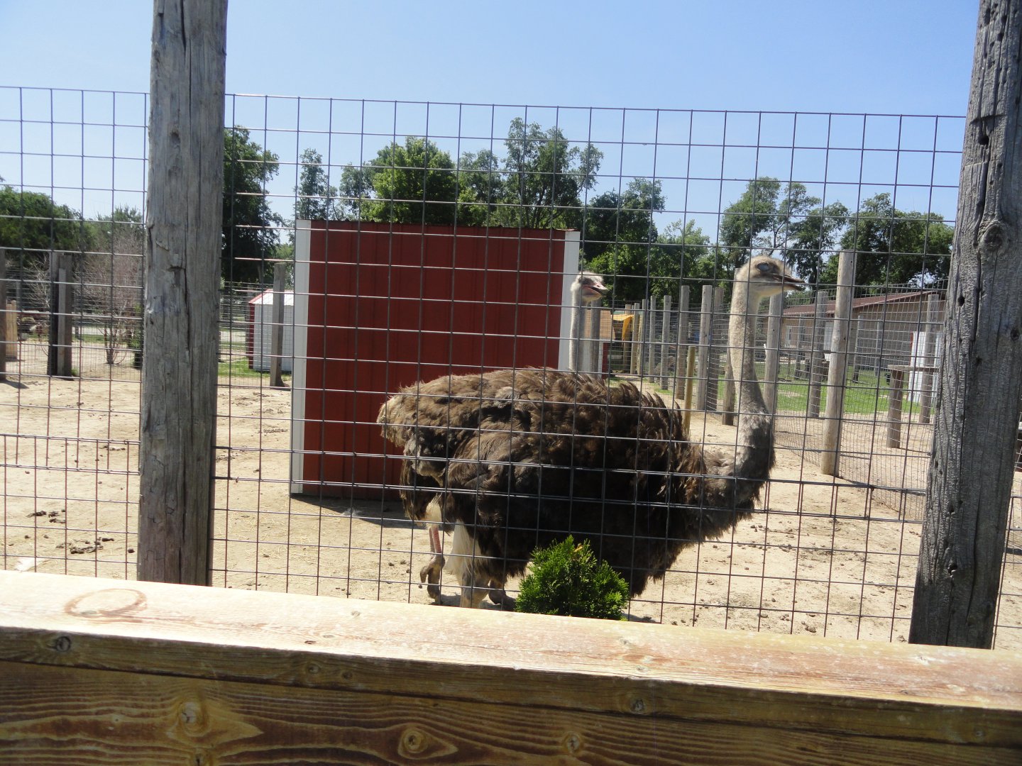 Common Ostrich