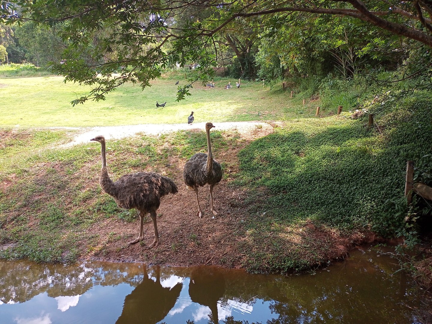 Common ostrich