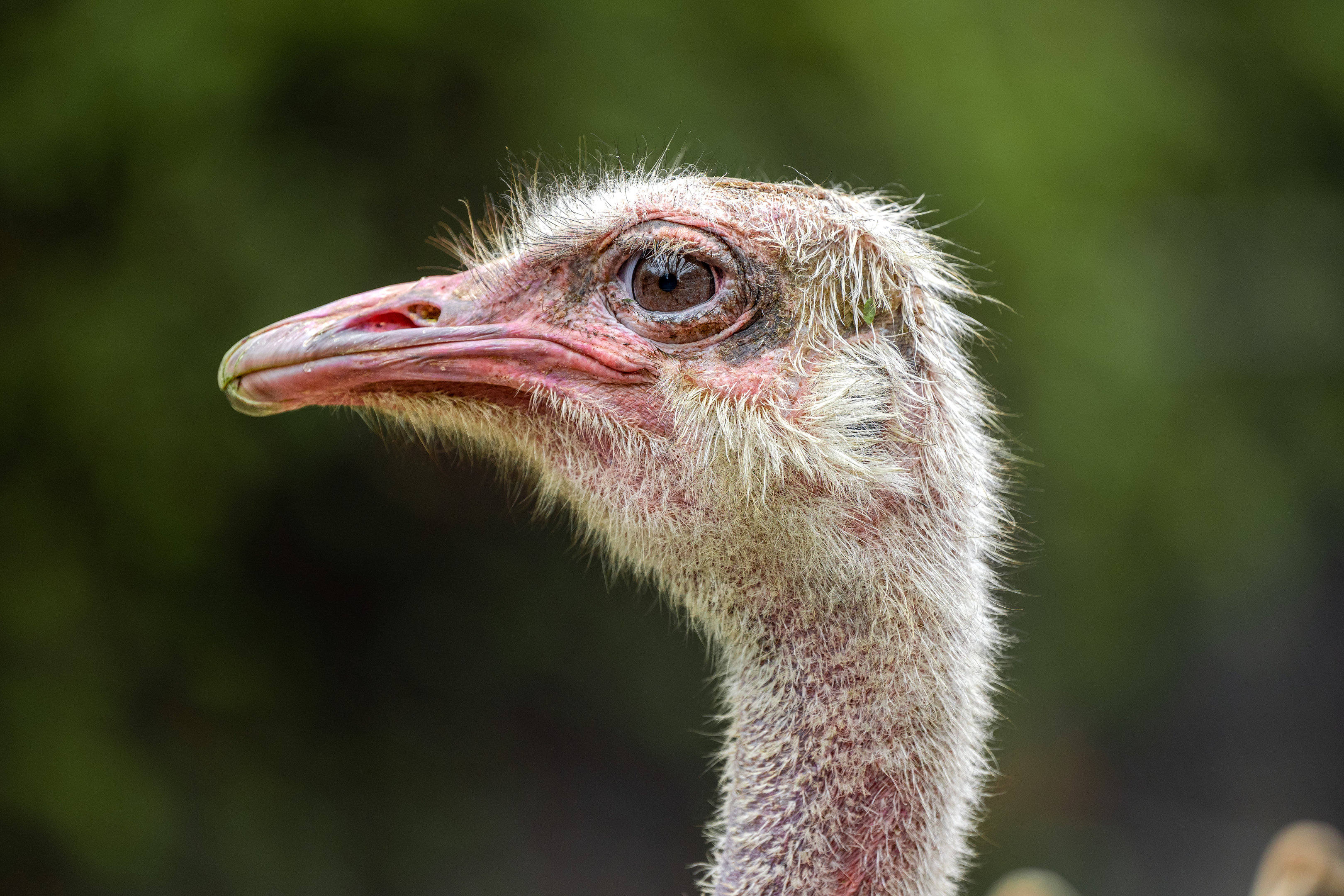 Common Ostrich