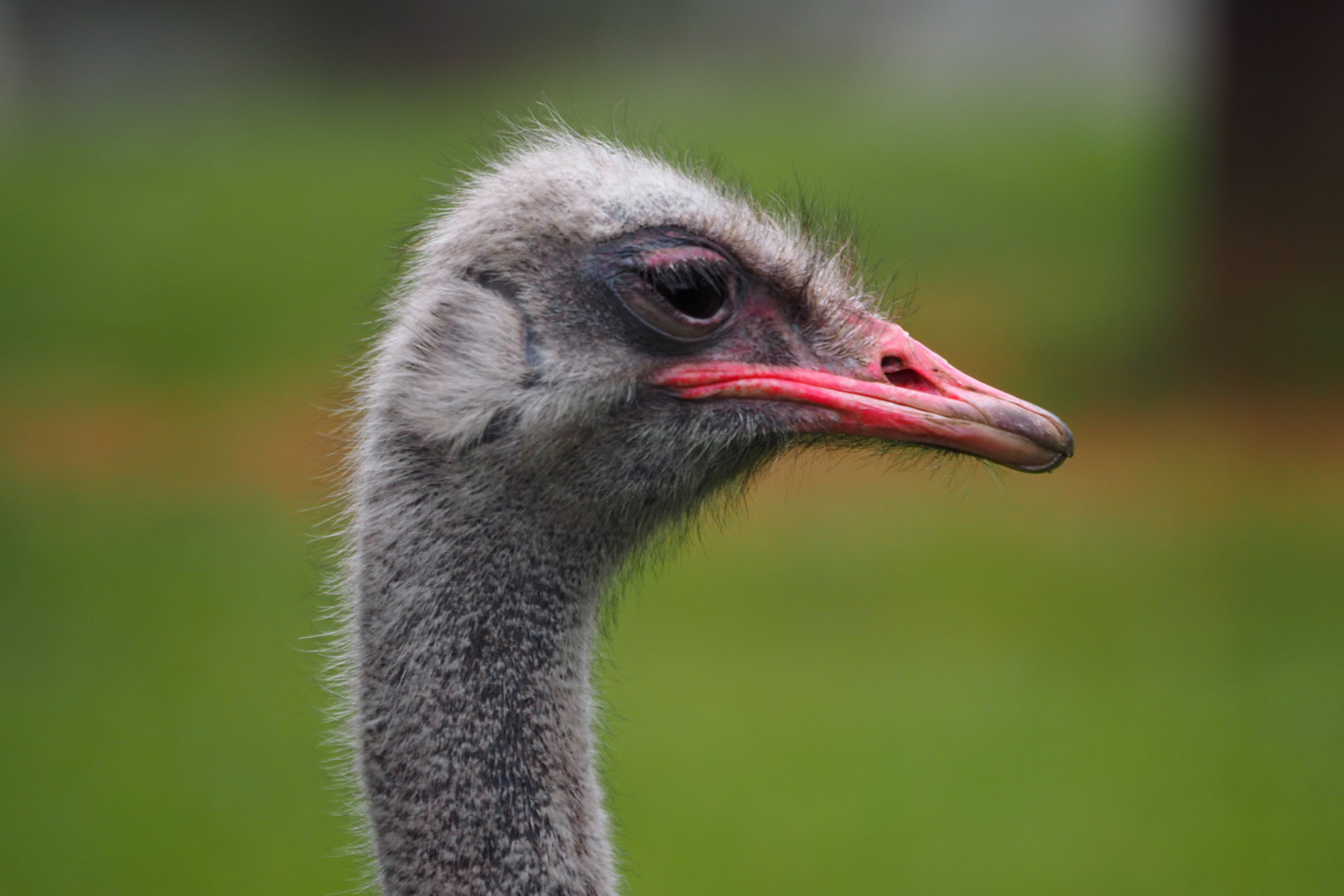 Common Ostrich