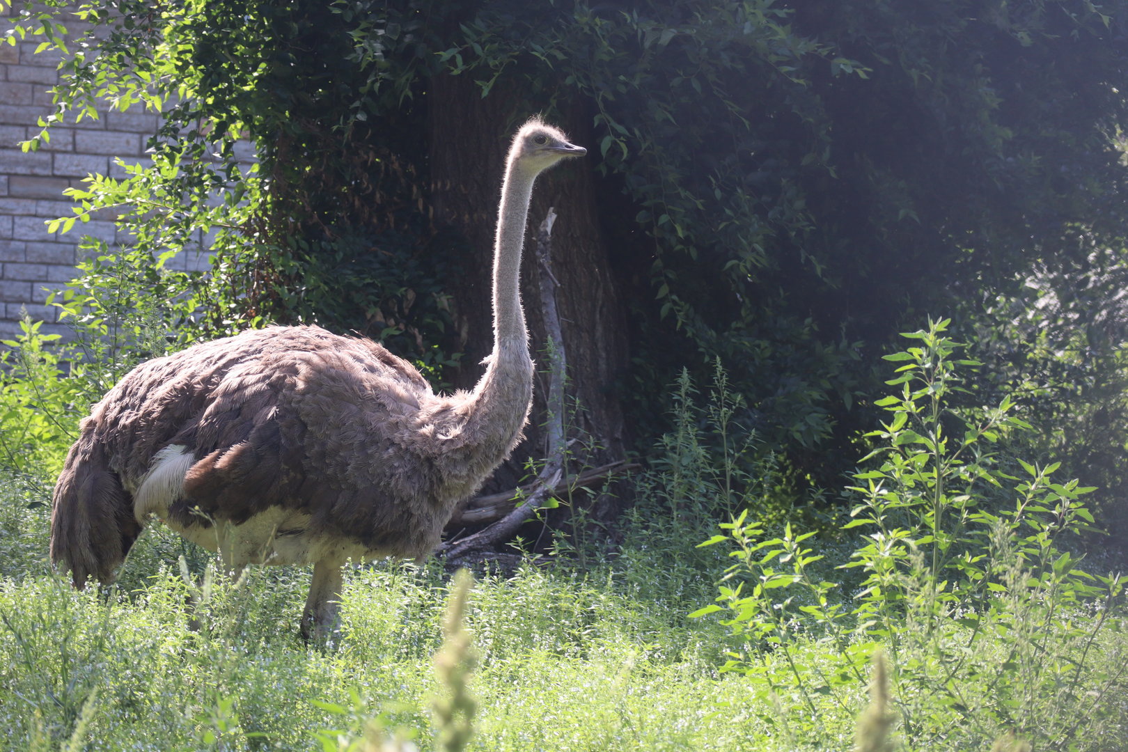 Common Ostrich