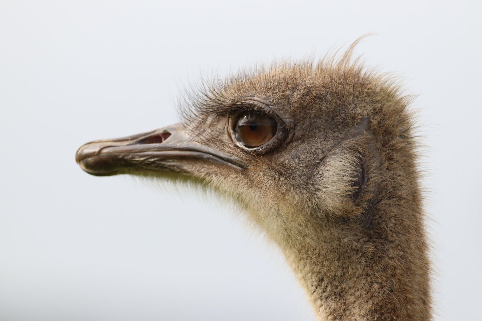 Common Ostrich