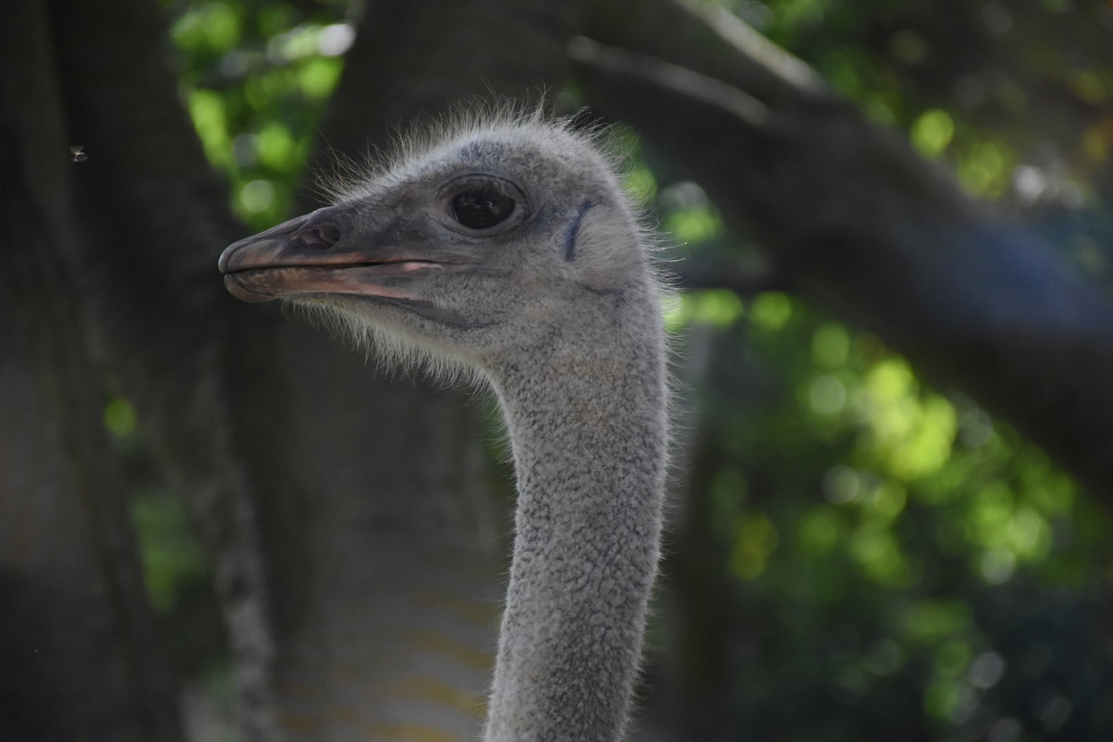 Common ostrich