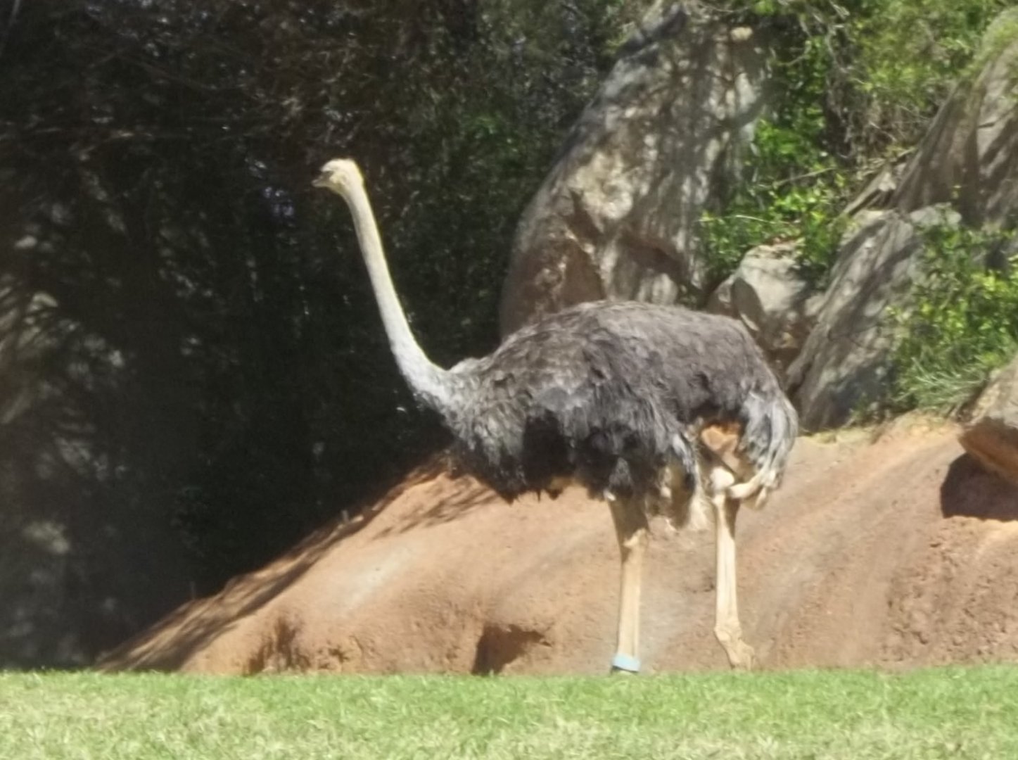 Common Ostrich