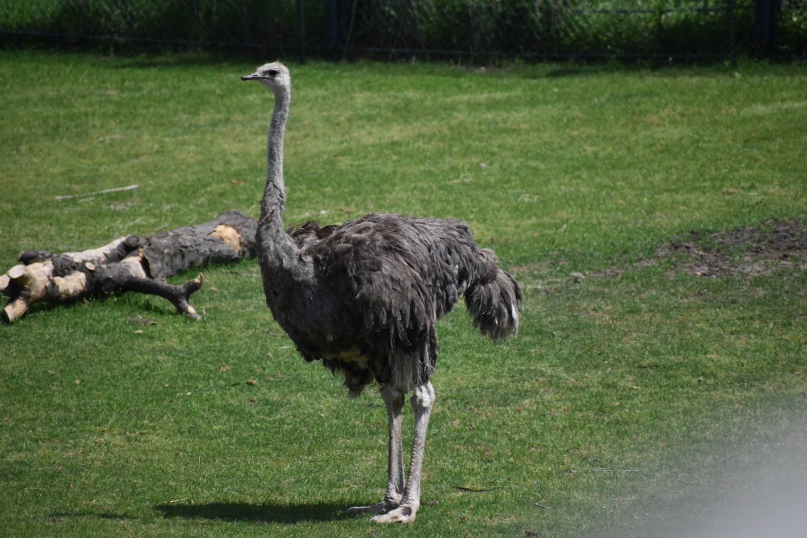 Common Ostrich
