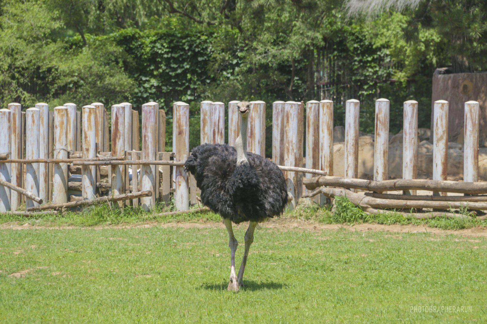 Common Ostrich