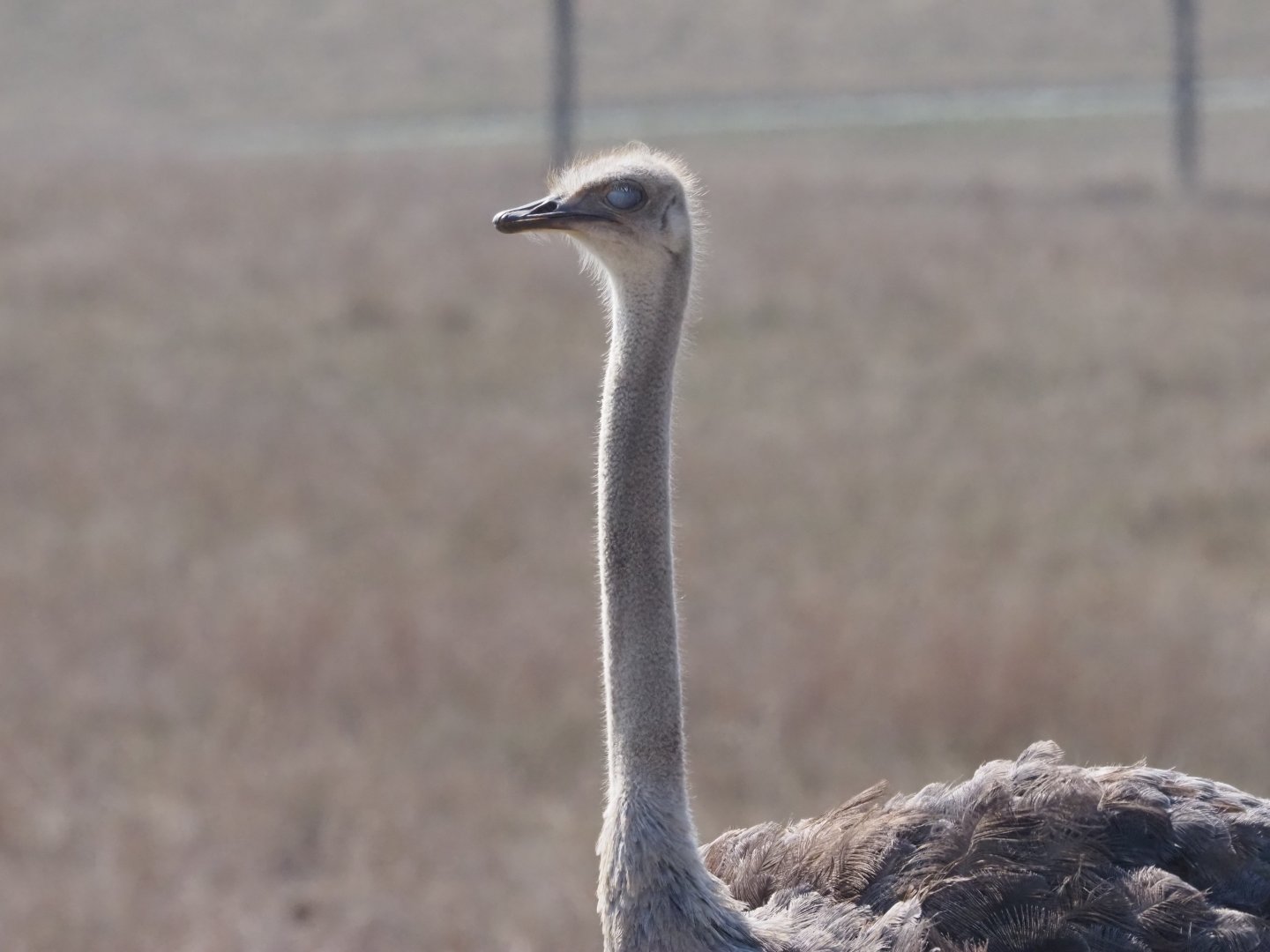 Common Ostrich