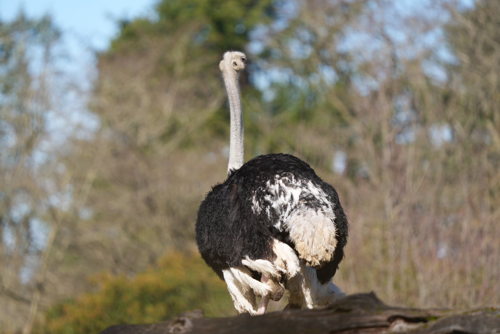 Common Ostrich