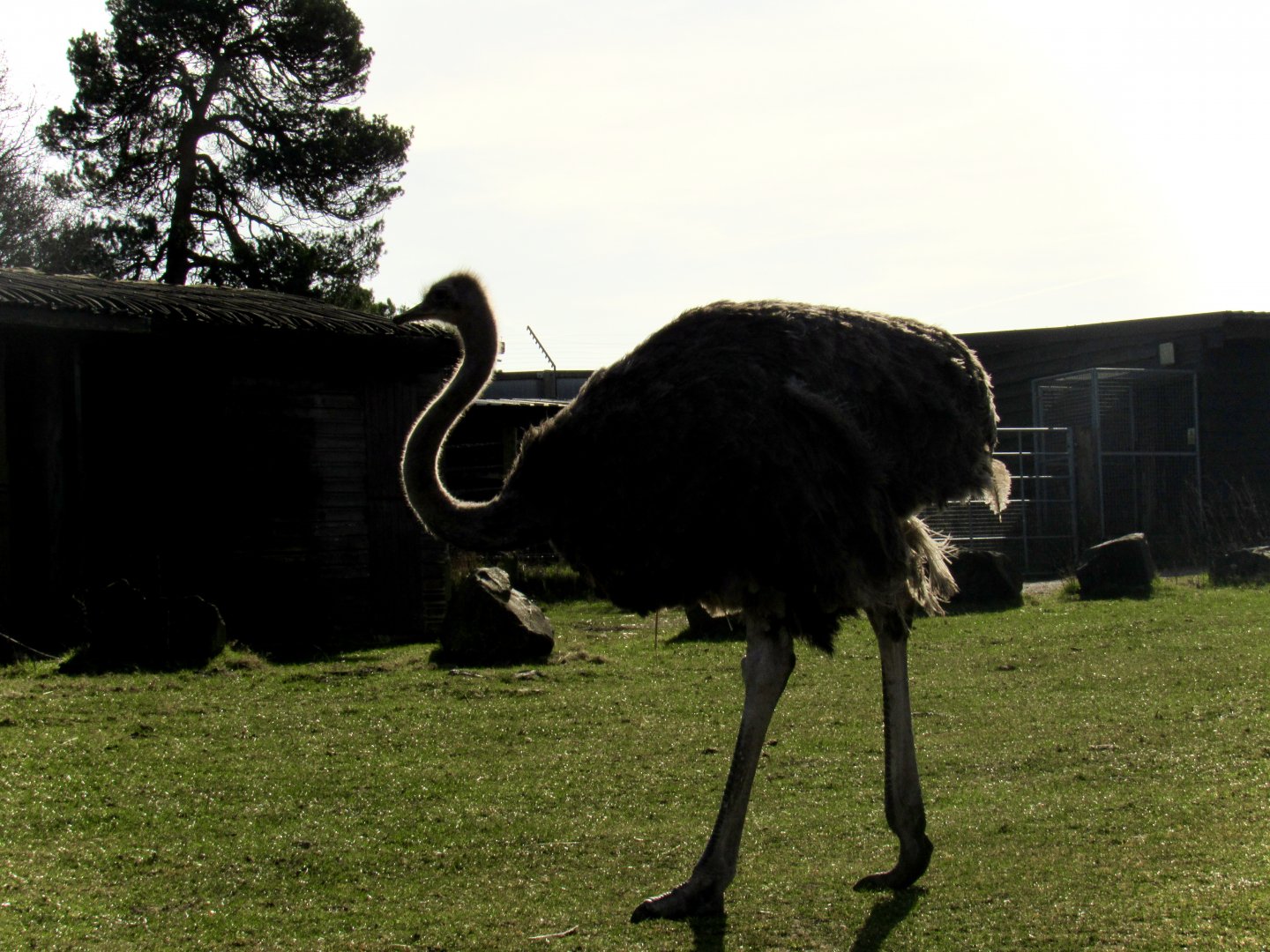 Common ostrich