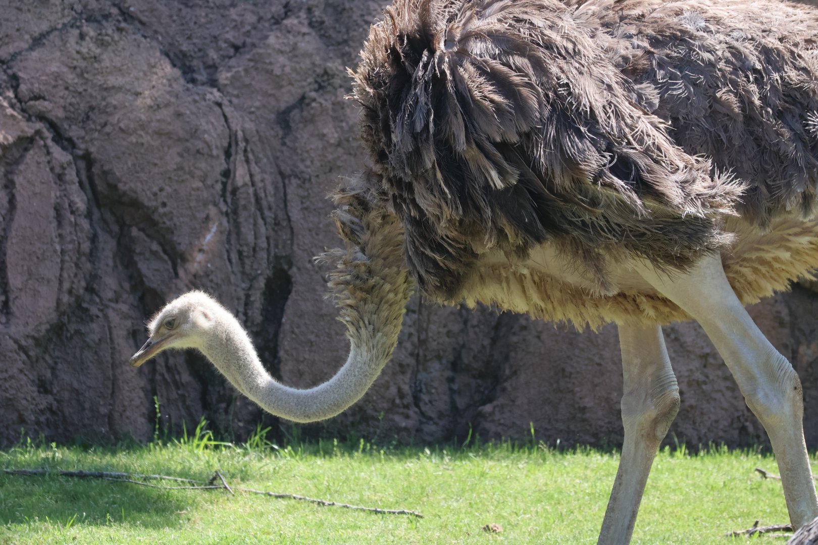 Common Ostrich