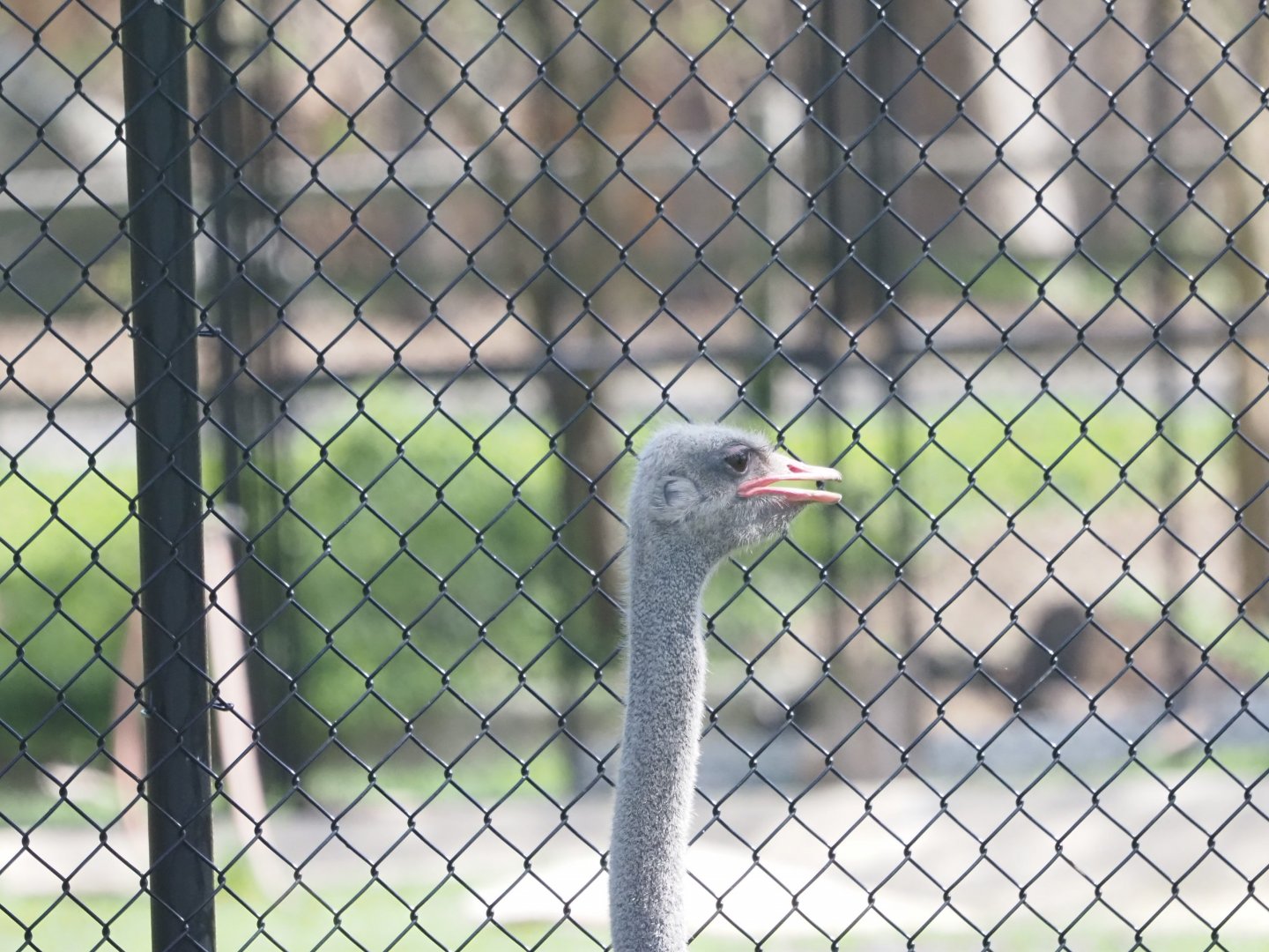 Common Ostrich