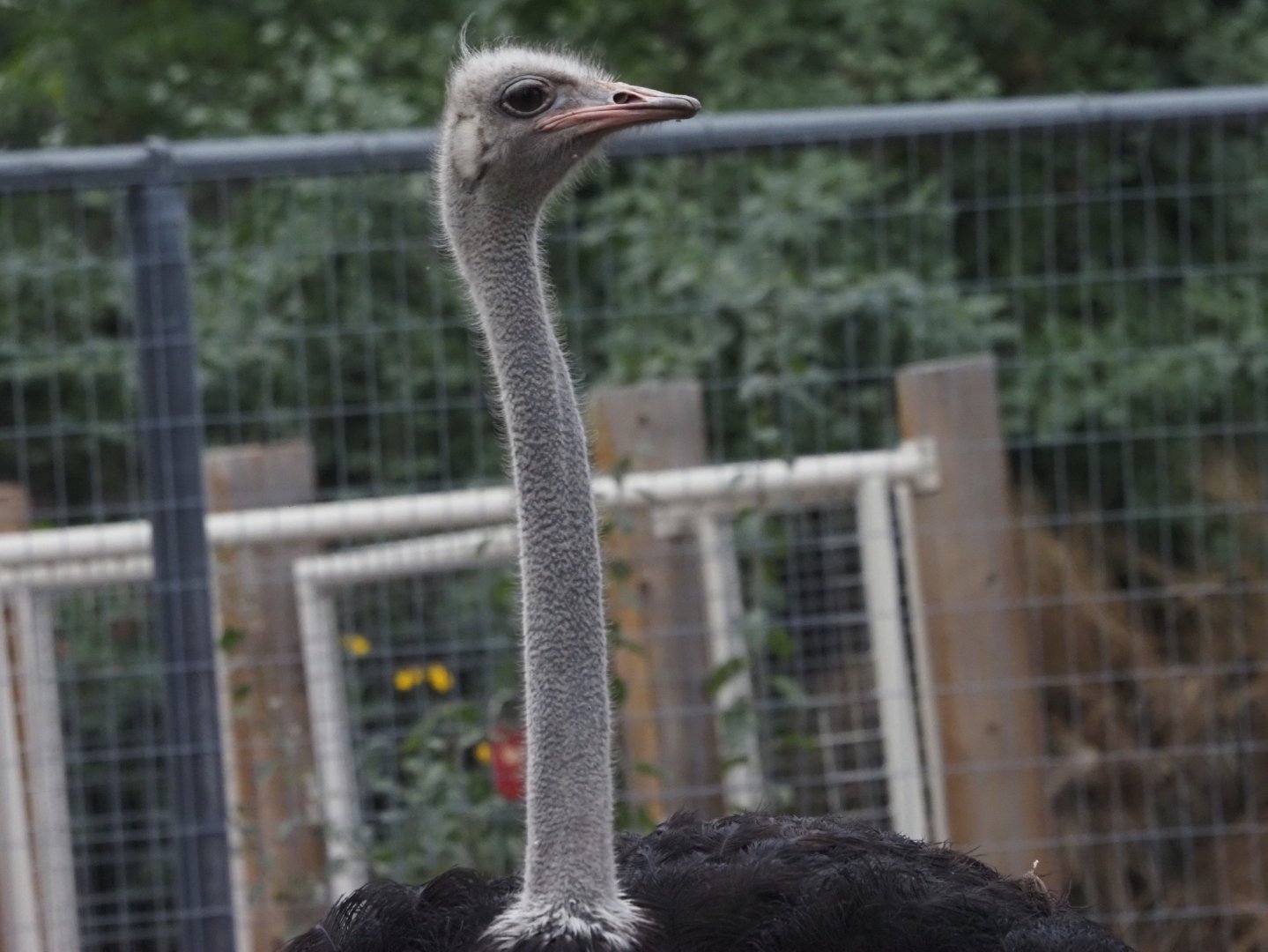 Common Ostrich