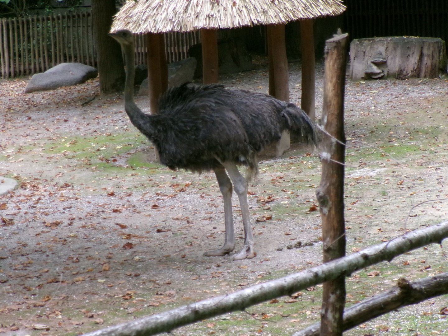Common ostrich