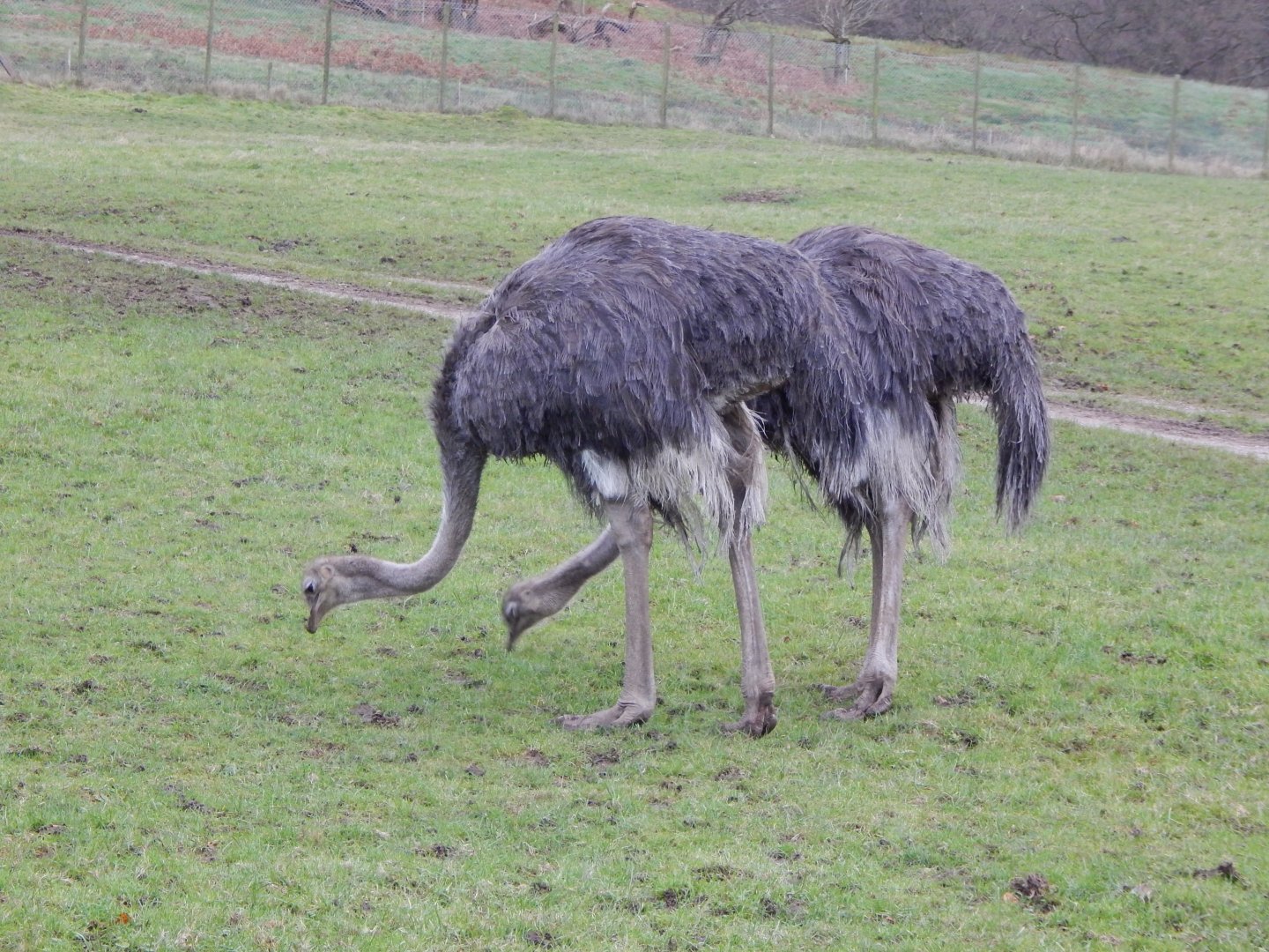 Common ostriches 091224